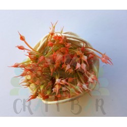 Mini Stamen "bush" - GREEN/CORAL
