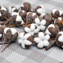 Natural  Dried Cotton...